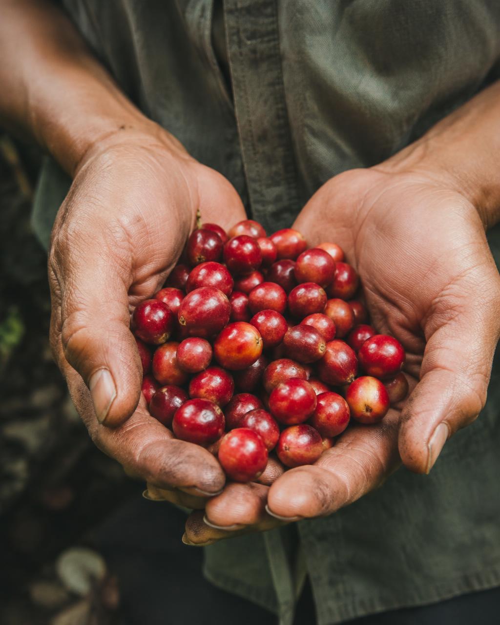 Manos sosteniendo cerezas de café maduras